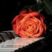 Photo piano keys
